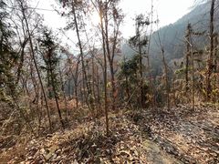 -素山寺森林公园