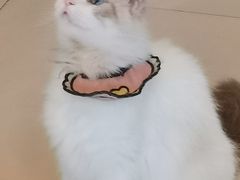-平行世界·猫咖(首经贸店)