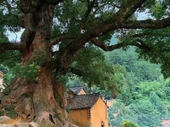 -杨家堂村