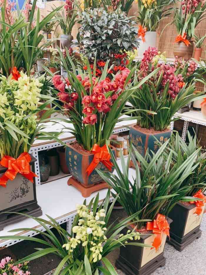 金地花卉大观园嘉茂鑫源绿植鲜花-"金地算是西二旗附近最大的花卉市场