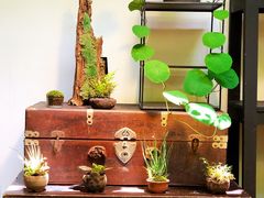 -植觉