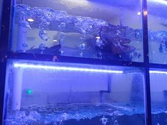 -云中鱼蒸汽石锅鱼(川沙百联店)