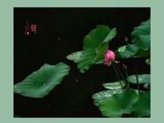 -马家湾湿地公园
