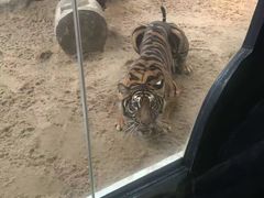 -清迈夜间动物园