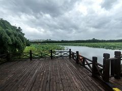 -荷塘月色湿地公园·向阳花洲