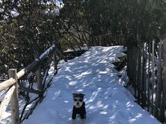 -帕帕拉兹宠物(亚洲旗舰店)