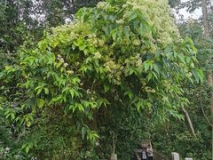 -南宁良凤江国家森林公园