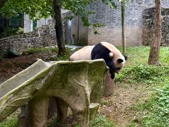 -都江堰中华大熊猫苑