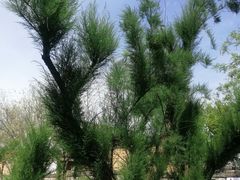 -汉长安城未央宫国家考古遗址公园