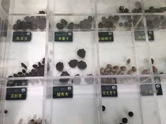 -郑州植物园