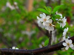 -樱桃山旅游景区