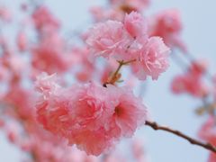 -天适樱花悠乐园
