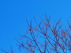 -上海吴淞炮台湾国家湿地公园