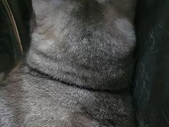 -申普宠物医院·眼科·心内科·影像科(普陀分院)