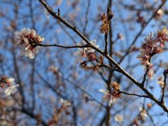 -上野公园花园稻荷神社(忍岡稲荷神社)