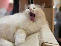 -滚猫咖啡·猫咖·猫友好撸猫(未来城店)