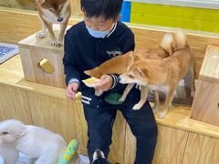 -柴源莊·柴小宠柴犬咖啡