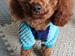-瑞鹏宠物医院犬猫全科(真大分院)
