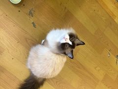 -我爱猫咪·猫咖·狗咖·安哥拉兔·羊驼咖(小寨华旗店)