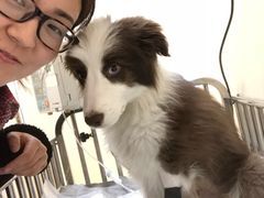 -芭比堂动物医院·犬猫全科·异宠专科(雁塔分院)