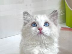 -青奢宠物·青奢猫舍