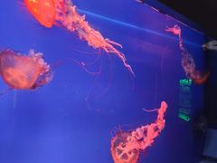 -萌宠奇缘(荣鼎店)