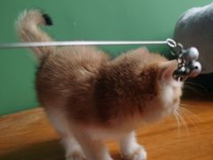 -东方名猫馆·英短金渐层布偶猫舍(环线广场1号楼店)