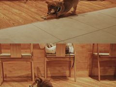 -柴务处·柴犬主题狗咖