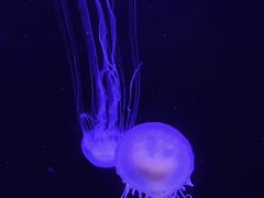 -青岛海底世界-水族馆