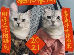 -瑞派动物医院·猫专科·至诚(江南中分院)