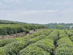 -中国茶叶博物馆(双峰馆区)