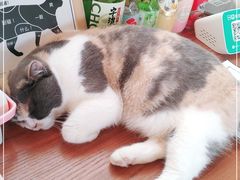-有猫主题·治愈系猫咖(曾厝垵店)