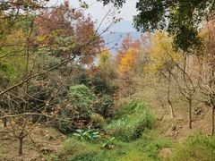 -广州市石门国家森林公园