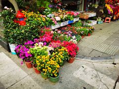 -溪岸路花鸟市场