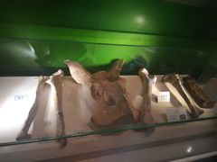 -辽宁古生物博物馆