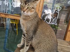 -喵屿·大理花园猫咖