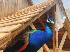 -武汉紫薇都市田园