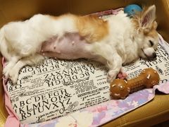 -爱侣宠医·鹦鹉专科·小型哺乳类·异宠专科(灵石路店)