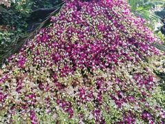 -北京植物园-展览温室