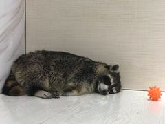 -浣熊柯尔鸭土拨鼠·电玩咖