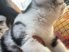 -欣宠猫屋·矮脚拿破仑·蓝金金渐层