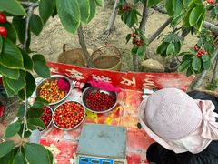 -北宅大永樱桃采摘基地(崂山总部)