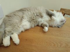 -滚猫咖啡·猫咖·猫友好撸猫(未来城店)