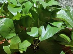 -胡家大厨(西三庄店)