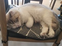 -平行世界·猫咖(首经贸店)