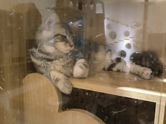 -猫域·湾主题猫咖·宠物吧(南坪城市广场店)