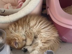 -糯米喵星人总部直营旗舰店·猫舍·幼猫出售