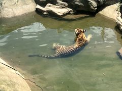 -深圳野生动物园