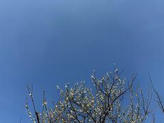 -无锡梅园公园