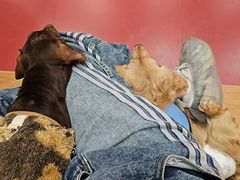 -和它·交个朋友·狗咖猫咖(爱琴海店)